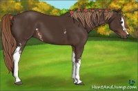 Horse Color:White Spotted Liver Chestnut 