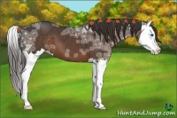 Horse Color:Liver Chestnut Ice Splash