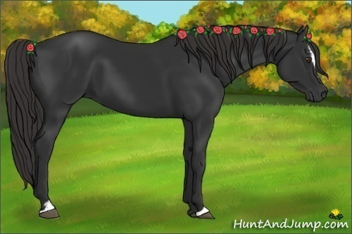 Horse Color:Liver Chestnut Sabino 