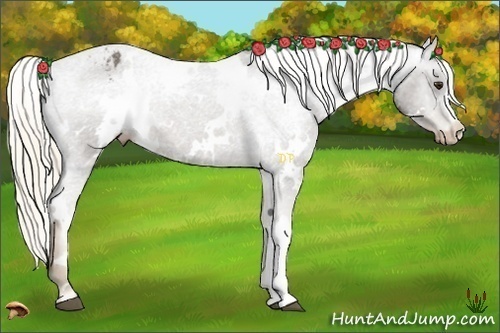 Horse Color:White Spotted Liver Chestnut Appaloosa 