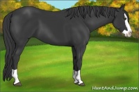 Horse Color:Black Splash