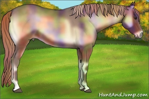 Horse Color:Nacre Red Onyx 
