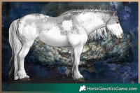 Horse Color:White Spotted Silver Smoky Grullo Chinchilla Splash Rabicano Brindle