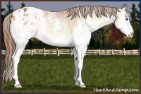 Horse Color:White Spotted Bay Onyx Splash Appaloosa