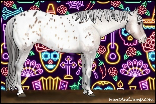 Horse Color:White Spotted Bay Onyx Appaloosa 
