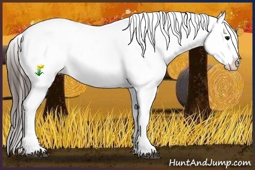 Horse Color:Buckskin Onyx Appaloosa