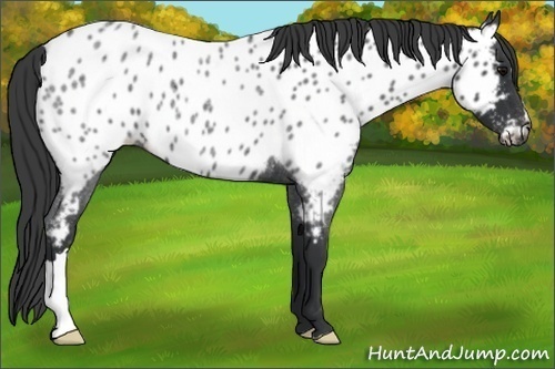 Horse Color:Blue Roan Appaloosa 