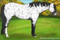 Horse Color:Blue Roan Appaloosa