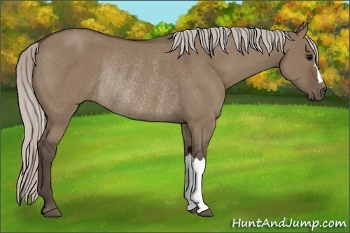 Horse Color:Silver Grullo Rabicano 