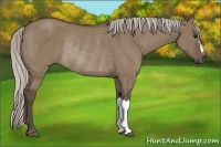 Horse Color:Silver Grullo Rabicano