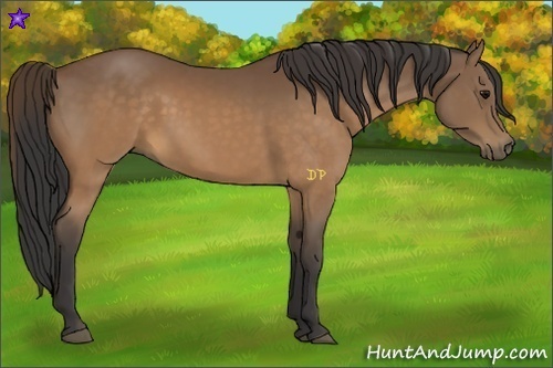 Horse Color:Buckskin 