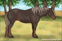 Horse Color:Liver Chestnut 