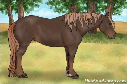Horse Color:Liver Chestnut 