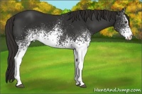 Horse Color:White Spotted Liver Chestnut 