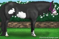 Horse Color:Liver Chestnut Frame 