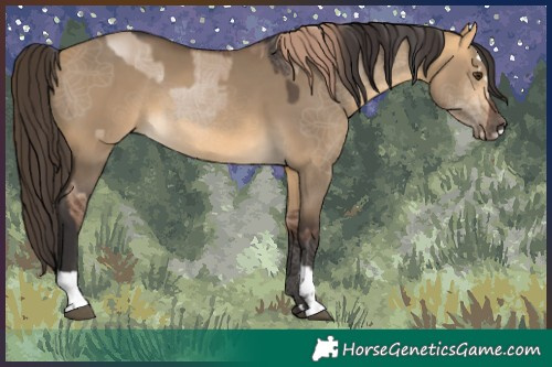 Horse Color:Liver Red Dun  and Buckskin Dun 