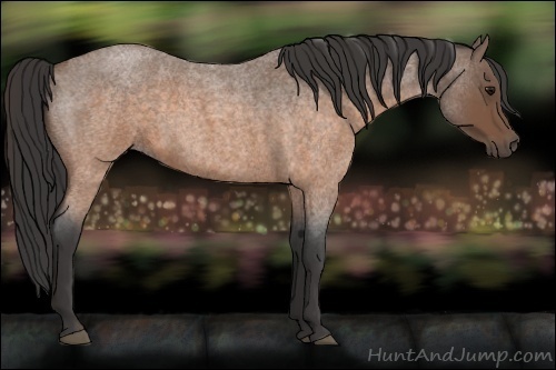 Horse Color:Buckskin Roan 
