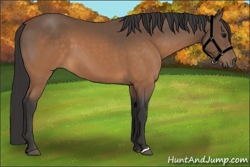 Horse Color:Buckskin