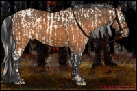 Horse Color:Chocolate Silver Sable Cream Champagne Pearl and Buckskin Sabino