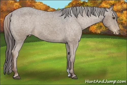 Horse Color:Liver Chestnut Appaloosa 