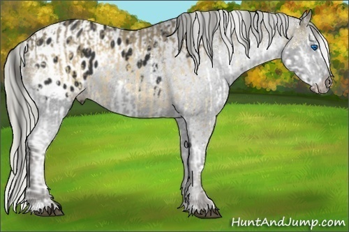 Horse Color:Buckskin Sabino Splash  and Liver Chestnut Appaloosa 