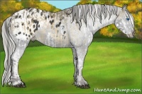 Horse Color:Buckskin Sabino Splash and Liver Chestnut Appaloosa