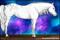 Horse Color:Silver Bay Chinchilla Appaloosa 