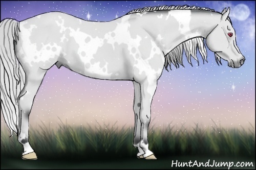 Horse Color:White Spotted Silver Bay Chinchilla 