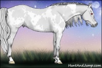 Horse Color:White Spotted Silver Bay Chinchilla 