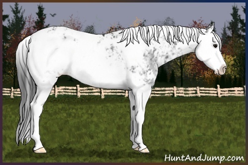 Horse Color:Brown Sabino Splash Rabicano