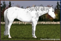 Horse Color:Brown Sabino Splash Rabicano