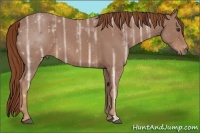 Horse Color:Red Ice Roan 