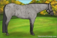 Horse Color:Smoky Grullo Roan 