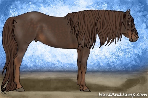 Horse Color:Liver Chestnut 