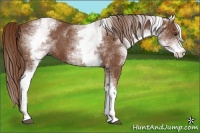 Horse Color:White Spotted Chestnut 
