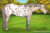 Horse Color:Nacre Buckskin Sabino Appaloosa 