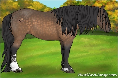 Horse Color:Buckskin Sabino