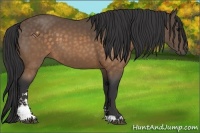 Horse Color:Buckskin Sabino