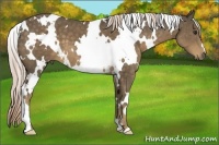 Horse Color:White Spotted Chocolate Palomino