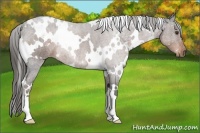 Horse Color:White Spotted Liver Chestnut 