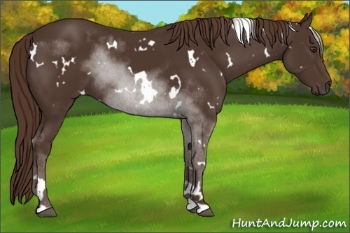 Horse Color:White Spotted Liver Chestnut 