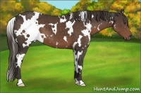 Horse Color:White Spotted Liver Chestnut 