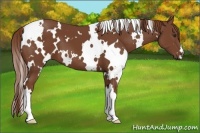 Horse Color:White Spotted Chestnut 