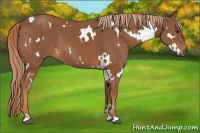 Horse Color:White Spotted Chestnut 