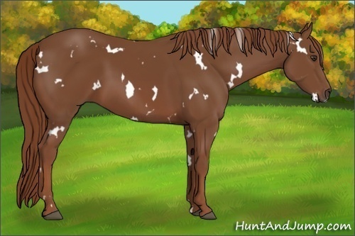 Horse Color:White Spotted Chestnut