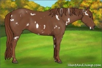 Horse Color:White Spotted Chestnut 