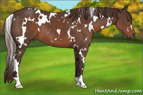 Horse Color:White Spotted Liver Chestnut