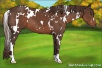 Horse Color:White Spotted Liver Chestnut 