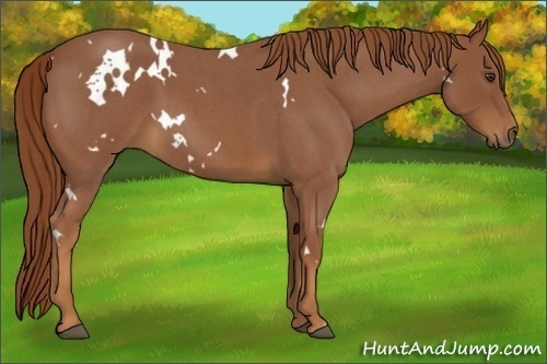 Horse Color:White Spotted Red Roan