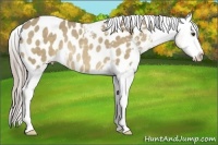 Horse Color:Chocolate Palomino Dun Sabino Appaloosa Rabicano 